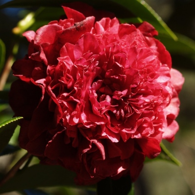 Black Lace Peony